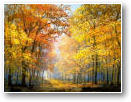 Automne