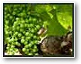 Vignes