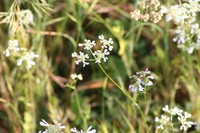 img_2500