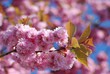 Arbres de printemps