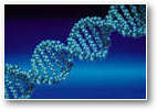 adn