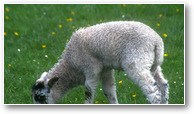 agneau