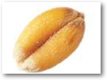 grain de blé